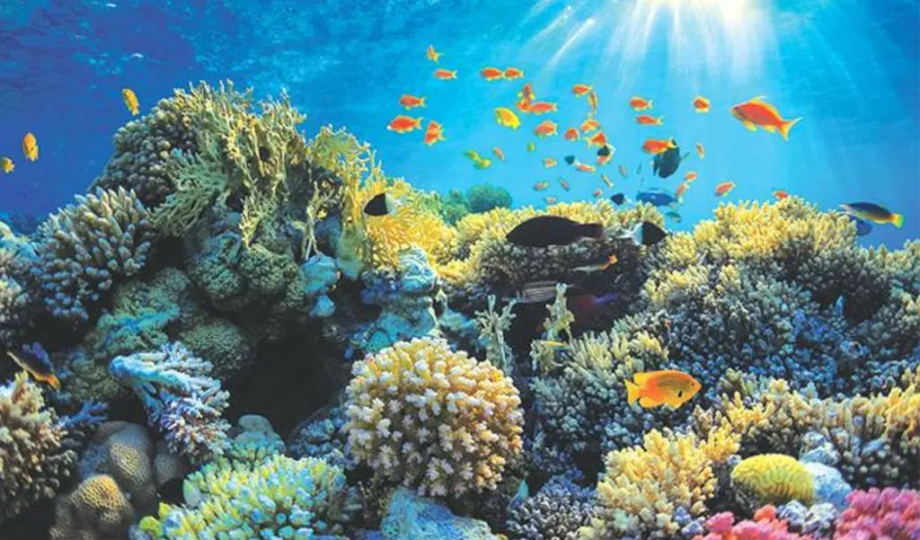 Hikkaduwa Coral Sanctuary