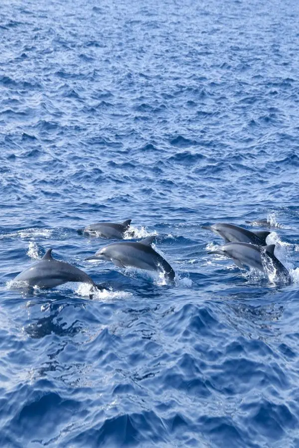 Whale Watching