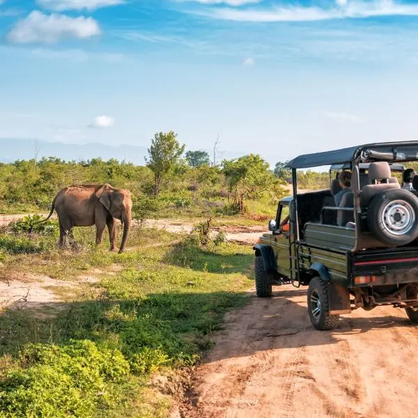 Safari